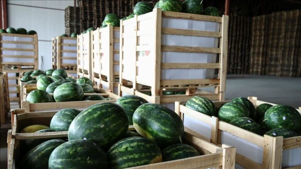 watermelon